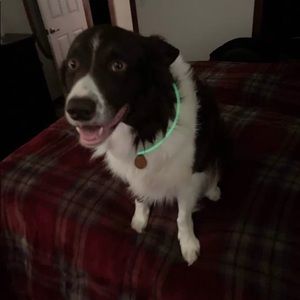 Meet your Posher, Carolie